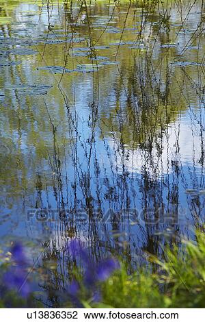 Willow Branches Over Lily Pad Covered Pond View Large Photo Image Stock Image - Willow Branches Over Lily Pad Covered Pond. Fotosearch