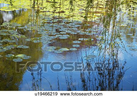 Willow Branches Over Lily Pad Covered Pond View Large Photo Image Stock Photo - Willow Branches Over Lily Pad Covered Pond. Fotosearch