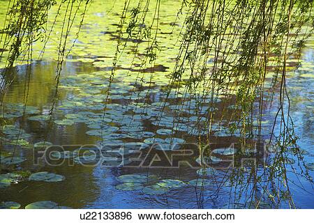 Willow Branches Over Lily Pad Covered Pond View Large Photo Image Stock Photograph - Willow Branches Over Lily Pad Covered Pond. Fotosearch