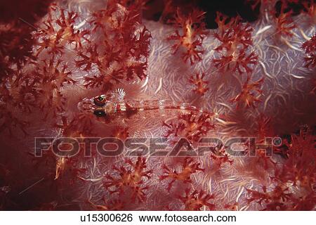 Stock Photograph - Wolf goby (luposicya lupus)camouflaged among soft coral. Fotosearch