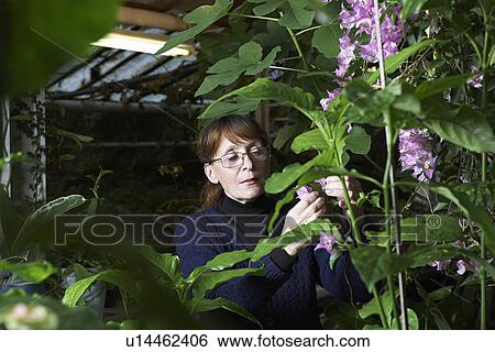 Woman Examining Flowers View Large Photo Image Stock Photograph - Woman Examining Flowers. Fotosearch