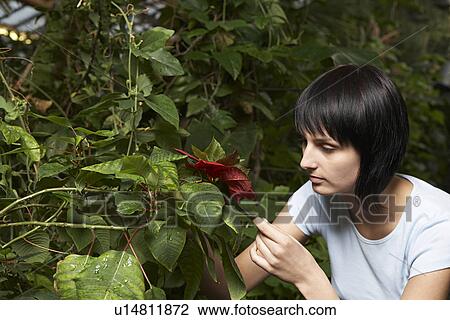 Woman Examining Leaf View Large Photo Image Stock Image - Woman Examining Leaf. Fotosearch