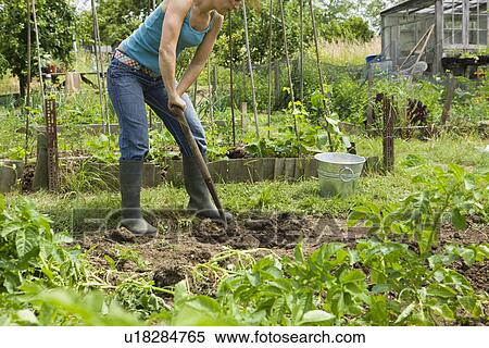 Stock Photography - Woman gardening. Fotosearch