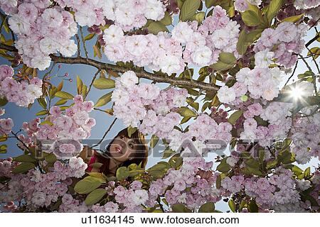 Stock Photography - Woman in a Blossoming Cherry Tree. Fotosearch