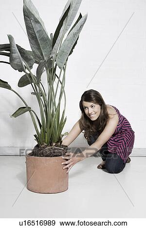 Woman placing large potted plant on floor View Large Photo Image Stock Photo - Woman placing large potted plant on floor. Fotosearch