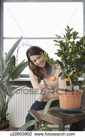 Woman tending potted orange tree at home View Large Photo Image Stock Image - Woman tending potted orange tree at home. Fotosearch