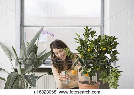 Stock Photo - Woman tending potted orange tree at home. Fotosearch