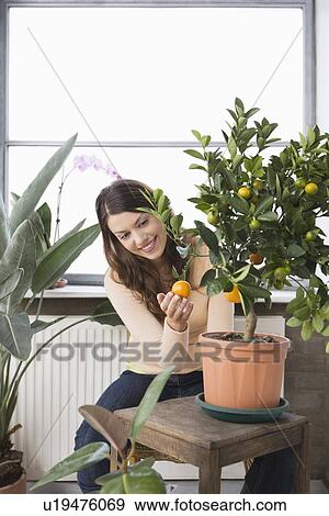 Stock Photo - Woman tending potted orange tree at home. Fotosearch