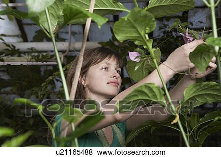 Woman Working in Greenhouse View Large Photo Image Stock Photo - Woman Working in Greenhouse. Fotosearch
