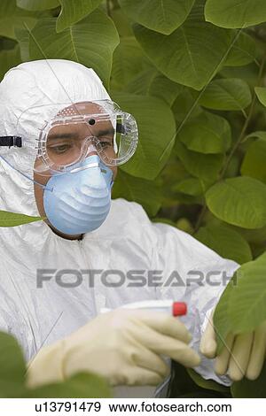 Worker in protective mask and suit spraying plants View Large Photo Image Stock Photo - Worker in protective mask and suit spraying plants. Fotosearch