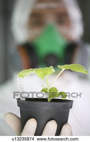 Picture - Worker in protective suit holding plant focus on plant. Fotosearch