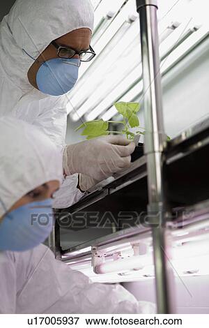 Workers in protective masks and suits in laboratory with plant View Large Photo Image Stock Photo - Workers in protective masks and suits in laboratory with plant. Fotosearch