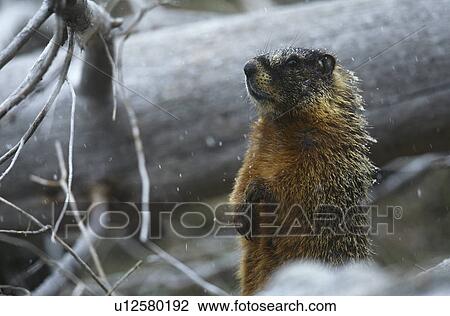 Yellow-bellied Marmot standing on hind legs by fallen tree trunk View Large Photo Image Stock Image - Yellow-bellied Marmot standing on hind legs by fallen tree trunk. Fotosearch