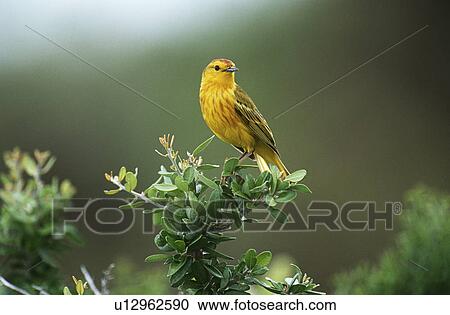 Stock Image - Yellow Warbler perching on bush. Fotosearch