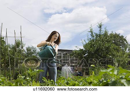 Stock Image - Young woman watering plants in garden. Fotosearch
