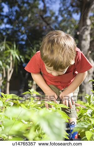 2 Year old bends forward to examine undergrowth in vegetable garden View Large Photo Image Stock Photo - 2 Year old bends forward to examine undergrowth in vegetable garden. Fotosearch