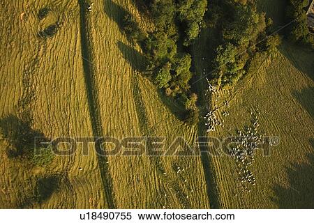 Stock Photography - Aerial view of sheep on farming land. Fotosearch