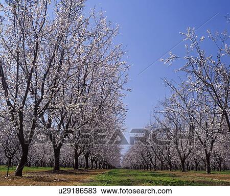 Almond Orchard in blossom LeGrand Merced County California View Large Photo Image Stock Image - Almond Orchard in blossom LeGrand Merced County California. Fotosearch