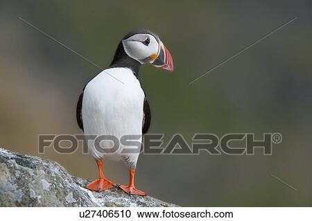 Atlantic Puffin on rock looking sideways Runde island Norway View Large Photo Image Stock Image - Atlantic Puffin on rock looking sideways Runde island Norway. Fotosearch
