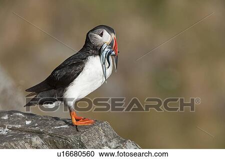 Stock Image - Atlantic Puffin on rock with fish in beak Runde island Norway. Fotosearch