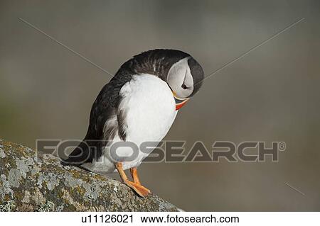 Atlantic Puffin preening on rock Runde island Norway View Large Photo Image Stock Image - Atlantic Puffin preening on rock Runde island Norway. Fotosearch