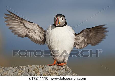 Stock Image - Atlantic Puffin stretched wingspan Runde island Norway. Fotosearch