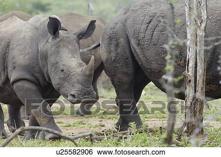 Baby Rhino walks with herd View Large Photo Image Stock Photograph - Baby Rhino walks with herd. Fotosearch