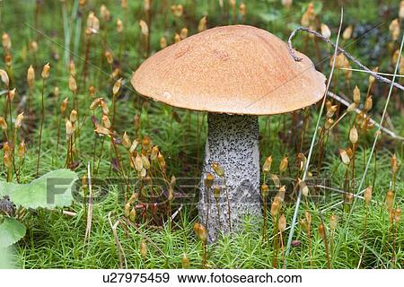 Birch Mushroom Norwegian woodland View Large Photo Image Stock Photo - Birch Mushroom Norwegian woodland. Fotosearch