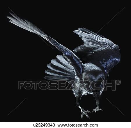 Stock Image - Black bird descending in flight. Fotosearch