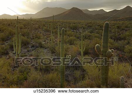 Stock Photograph - Cactus in desert USA. Fotosearch