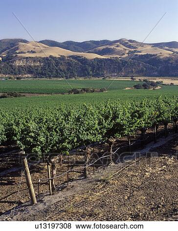 Californian Vineyard View Large Photo Image Stock Photo - Californian Vineyard. Fotosearch