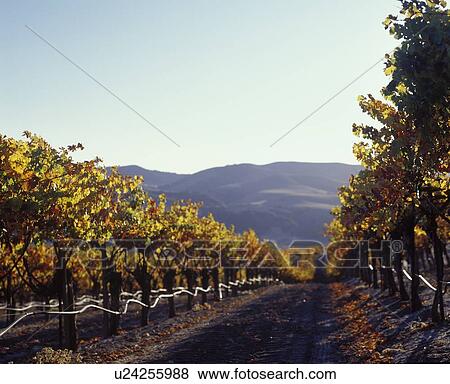 Californian Vineyard View Large Photo Image Stock Photo - Californian Vineyard. Fotosearch