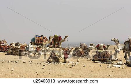 Camels resting at site of Pyramids View Large Photo Image Stock Image - Camels resting at site of Pyramids. Fotosearch