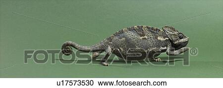 Chameleon on green background studio shot View Large Photo Image Stock Image - Chameleon on green background studio shot. Fotosearch