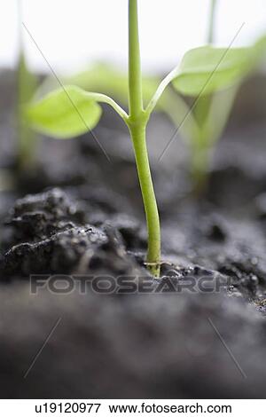 Stock Photo - Close up of seedling. Fotosearch