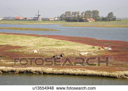 Cows lying in field by river View Large Photo Image Stock Photo - Cows lying in field by river. Fotosearch