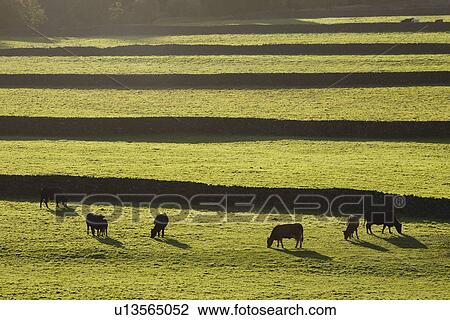 Cows on pasture in Yorkshire Dales Yorkshire England View Large Photo Image Stock Image - Cows on pasture in Yorkshire Dales Yorkshire England. Fotosearch