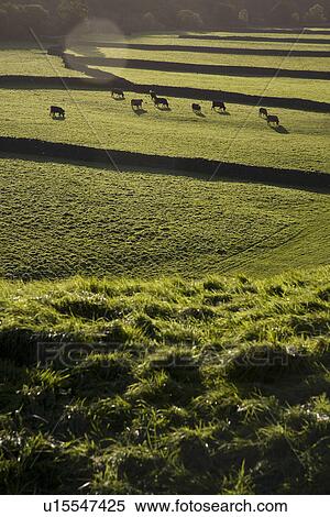 Stock Photography - Cows on pasture in Yorkshire Dales Yorkshire England. Fotosearch