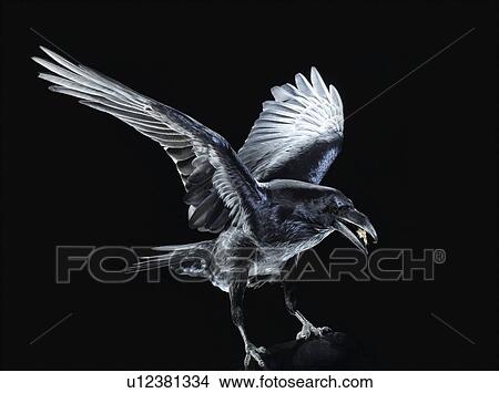 Picture - Crow coming in to land. Fotosearch