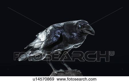 Crow on black background View Large Photo Image Stock Photo - Crow on black background. Fotosearch