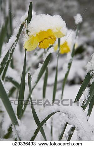 Daffodil covered in snow View Large Photo Image Stock Image - Daffodil covered in snow. Fotosearch