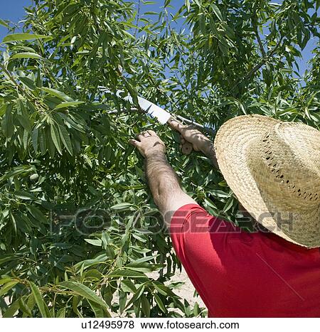 Stock Photo - Farmer cuts back Olive tree in Murcia. Fotosearch