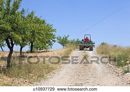 Farmer drives tractor on hillside with olive grove View Large Photo Image Stock Photo - Farmer drives tractor on hillside with olive grove. Fotosearch
