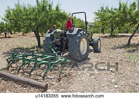 Farmer ploughs olive grove in Murcia View Large Photo Image Stock Photography - Farmer ploughs olive grove in Murcia. Fotosearch