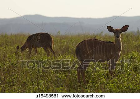 Stock Image - Female Nyala on African plains. Fotosearch