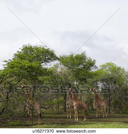 Four Giraffes stand in woodland View Large Photo Image Stock Image - Four Giraffes stand in woodland. Fotosearch