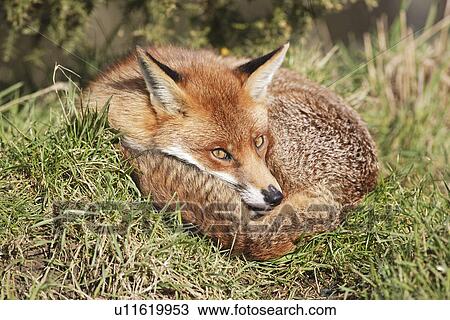 Fox in grass View Large Photo Image Stock Image - Fox in grass. Fotosearch