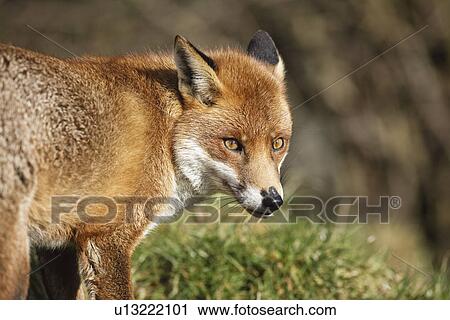Stock Image - Fox in grass. Fotosearch