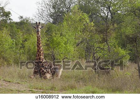 Giraffe sits in African plains View Large Photo Image Stock Image - Giraffe sits in African plains. Fotosearch