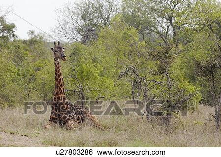 Stock Photograph - Giraffe sits in African plains. Fotosearch